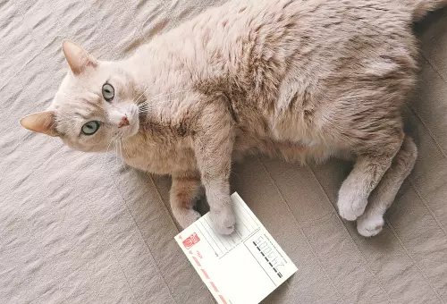 Мокап открытки у кошки