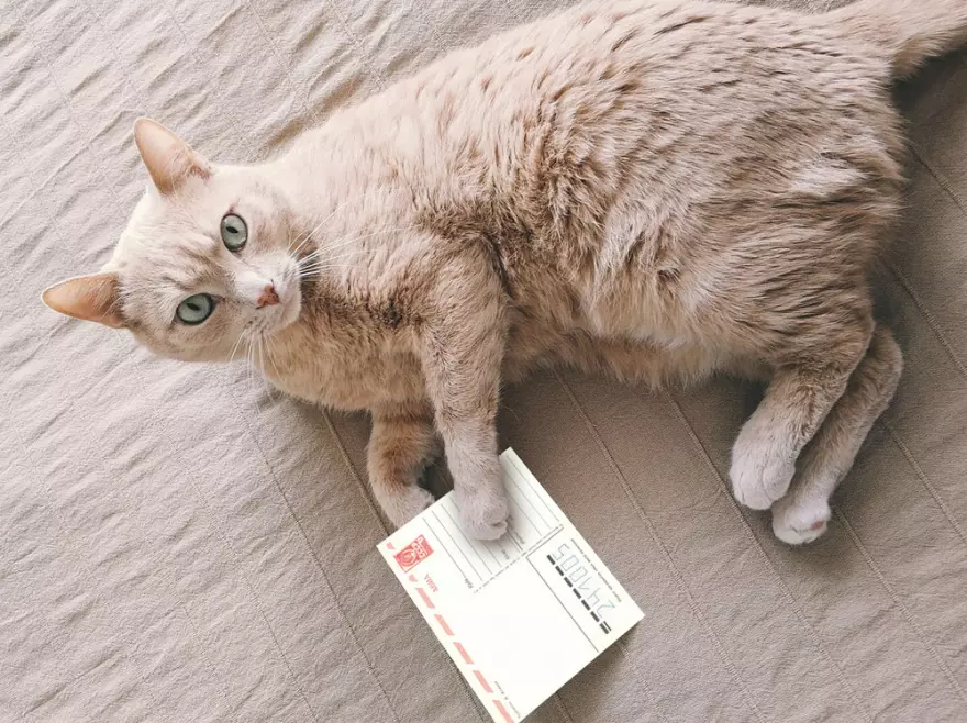 Скачать Мокап открытки у кошки